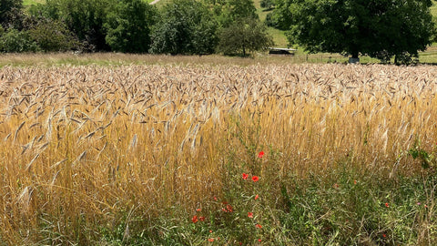 Urmehle – Die Wiederentdeckung echter Getreidevielfalt
